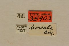 Tetropium boreale by the Smithsonian. Used under a CC0 license.