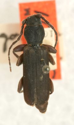 Tetropium hexagonum by the Smithsonian. Used under a CC0 license.