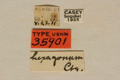 Tetropium hexagonum by the Smithsonian. Used under a CC0 license.