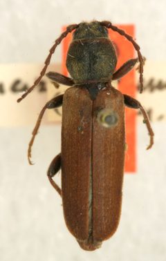 Tetropium parallelum by the Smithsonian. Used under a CC0 license.