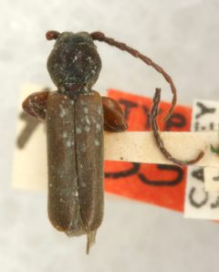 Tetropium parvulum by the Smithsonian. Used under a CC0 license.