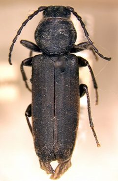 Tetropium schwarzianum by the Smithsonian. Used under a CC0 license.