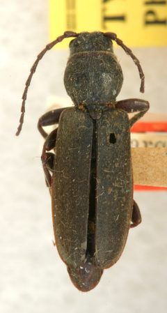 Tetropium schwarzianum by the Smithsonian. Used under a CC0 license.