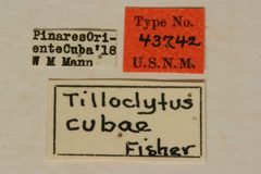 Tilloclytus cubae by the Smithsonian. Used under a CC0 license.