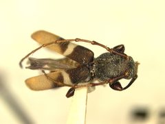 Tilloclytus cubae by the Smithsonian. Used under a CC0 license.