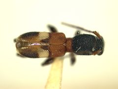 Tilloclytus puertoricensis by the Smithsonian. Used under a CC0 license.