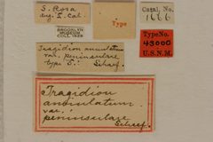 Tragidion annulatum var. peninsulare by the Smithsonian. Used under a CC0 license.