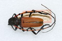 Tragidion annulatum var. peninsulare by the Smithsonian. Used under a CC0 license.