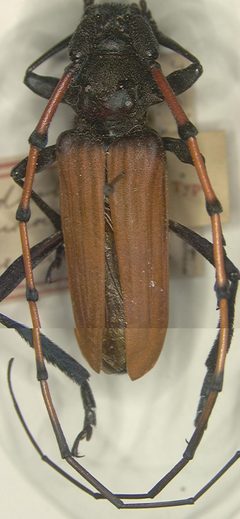 Tragidion annulatum var. peninsulare by the Smithsonian. Used under a CC0 license.