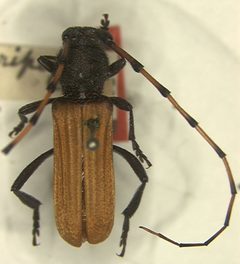 Tragidion auripenne by the Smithsonian. Used under a CC0 license.