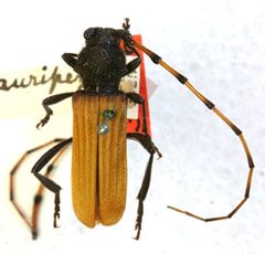 Tragidion auripenne by the Smithsonian. Used under a CC0 license.