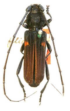 Tragidion coquus filicorne by the Smithsonian. Used under a CC0 license.
