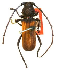 Tragidion coquus levipes by the Smithsonian. Used under a CC0 license.