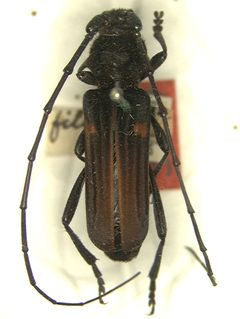 Tragidion coquus filicorne by the Smithsonian. Used under a CC0 license.