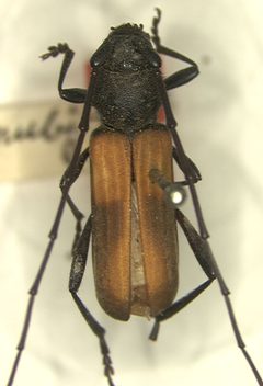 Tragidion coquus nubifer by the Smithsonian. Used under a CC0 license.