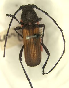 Tragidion coquus levipes by the Smithsonian. Used under a CC0 license.