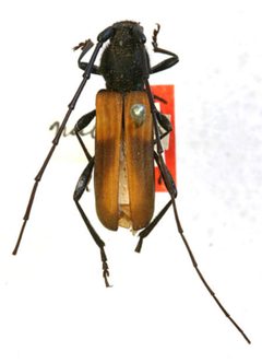 Tragidion coquus nubifer by the Smithsonian. Used under a CC0 license.