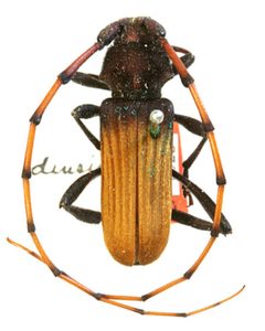 Tragidion densiventre by the Smithsonian. Used under a CC0 license.