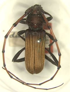 Tragidion densiventre by the Smithsonian. Used under a CC0 license.