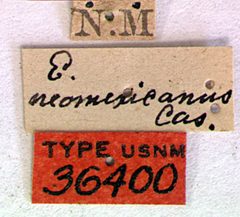 Trichocnemis neomexicanus by the Smithsonian. Used under a CC0 license.