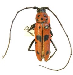 Tylosis argus by the Smithsonian. Used under a CC0 license.