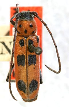 Tylosis brevicollis by the Smithsonian. Used under a CC0 license.