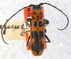 Tylosis conjuncta by the Smithsonian. Used under a CC0 license.