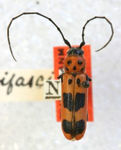 Tylosis medialis bifasciata by the Smithsonian. Used under a CC0 license.