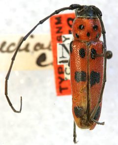 Tylosis medialis by the Smithsonian. Used under a CC0 license.