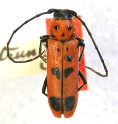 Tylosis subtruncata by the Smithsonian. Used under a CC0 license.