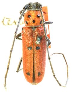 Tylosis texana by the Smithsonian. Used under a CC0 license.