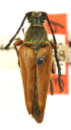 Typocerus acuticauda by the Smithsonian. Used under a CC0 license.
