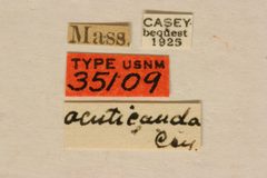 Typocerus acuticauda by the Smithsonian. Used under a CC0 license.
