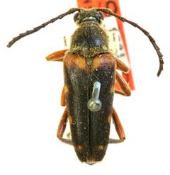 Typocerus confluens by the Smithsonian. Used under a CC0 license.