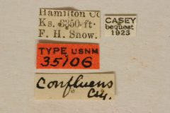 Typocerus confluens by the Smithsonian. Used under a CC0 license.
