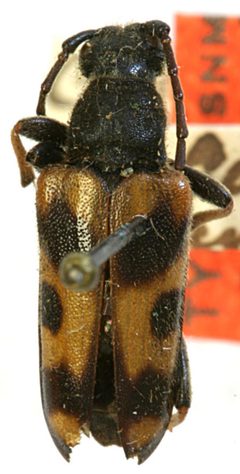 Xestoleptura columbica by the Smithsonian. Used under a CC0 license.