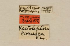 Xestoleptura corusca by the Smithsonian. Used under a CC0 license.