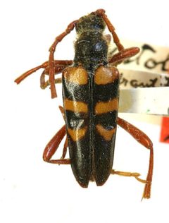 Xestoleptura corusca by the Smithsonian. Used under a CC0 license.