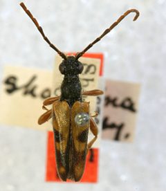 Xestoleptura crassipes shastana by the Smithsonian. Used under a CC0 license.