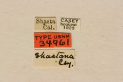 Xestoleptura crassipes shastana by the Smithsonian. Used under a CC0 license.