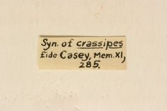 Xestoleptura crassipes shastana by the Smithsonian. Used under a CC0 license.