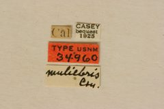 Xestoleptura muliebris by the Smithsonian. Used under a CC0 license.
