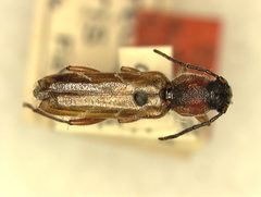 Xylotrechus aceris by the Smithsonian. Used under a CC0 license.