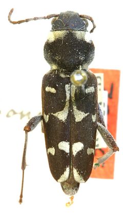 Xylotrechus albonotatus by the Smithsonian. Used under a CC0 license.