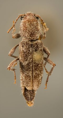 Xylotrechus hovorei by the Smithsonian. Used under a CC0 license.