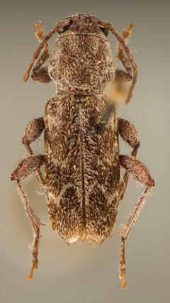 Xylotrechus hovorei by the Smithsonian. Used under a CC0 license.