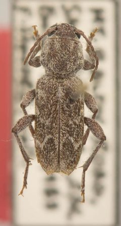 Xylotrechus hovorei by the Smithsonian. Used under a CC0 license.