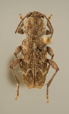 Xylotrechus hovorei by the Smithsonian. Used under a CC0 license.