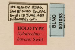 Xylotrechus hovorei by the Smithsonian. Used under a CC0 license.