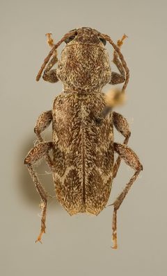 Xylotrechus hovorei by the Smithsonian. Used under a CC0 license.